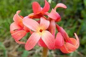 胭脂花不单指紫茉莉，还另有其花，两种花养护和使用方法都不一样图片