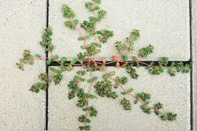 农村常见的卧蛋草，又名“血见愁”，被当做杂草除掉，真的可惜了图片