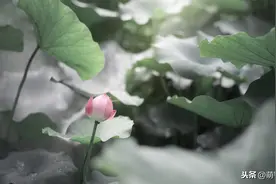 古诗文129首原文及重点句子标注，让孩子轻松记忆图片
