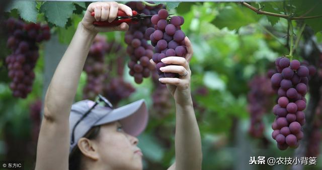 葡萄为什么必须补钙？什么时间补？如何补？用什么方法、什么肥？