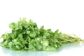 香菜种植中会遇到哪些病害？农民分享处理的方法图片