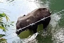 丧心病狂！怀孕大象被人喂食“菠萝炸弹”四天后竟“一尸两命”..图片