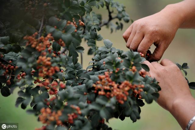 花椒采收的时间、方法、注意事项及采摘后的管理