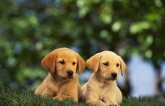 想要买的金毛是纯种的,你可以在挑选的时候从这些方面来辨别