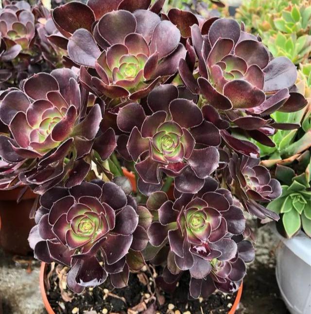 多肉中的"魔头"法师这样养,个个霸气侧漏,比玫瑰还漂亮