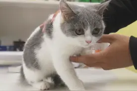 猫咪不让碰，医生一招制敌，喵：他居然锁我脖？图片