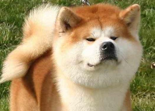 柴犬和秋田犬，还有人搞混这两种狗狗？一文告诉你两者的区别