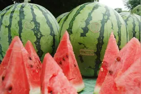 2.79元补贴，瓜农嫌太少，政府也为难，专家：补损失不如补短板图片