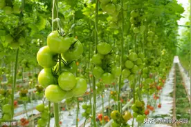 番茄果期，为何番茄果面出现顶裂？掌握好病因，科学防治得高产图片