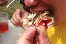 用了美国恐怖片里食人鱼的日本限量拉面，专治被它吓坏的你图片