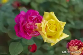 月季光长枝条不开花怎么办？教你处理盲芽、盲枝，让月季重焕生机图片