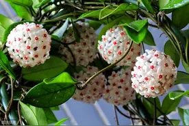 高颜值盆栽花卉球兰，想要叶美花美，养护中注意这几点图片