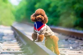 天气热了，帮泰迪做这些事，它会更舒服图片