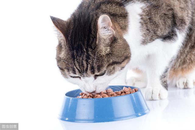 犬猫草酸钙结石原因及管理