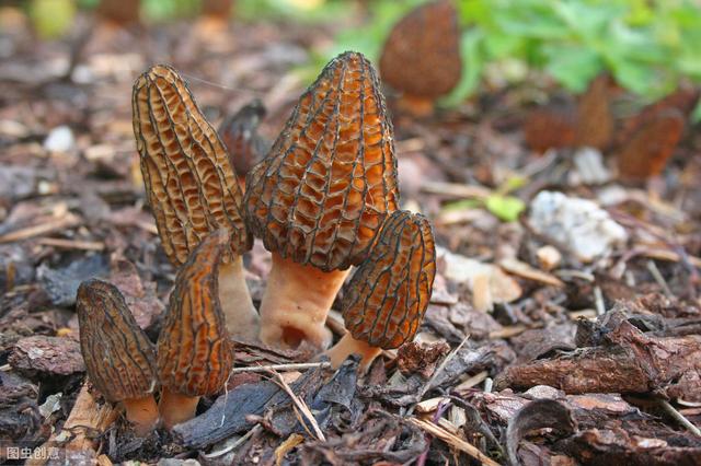 羊肚菌价高，营养价值几何？提醒：这个价格，还是享受补贴才有的