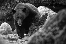 长白山猎熊历险记（2）猎人立下的赌命死约，半只耳朵做凭证图片