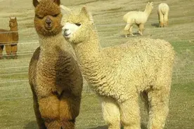 热门宠物羊驼，室内可以饲养吗，饲养一只它们会患上抑郁症吗？图片