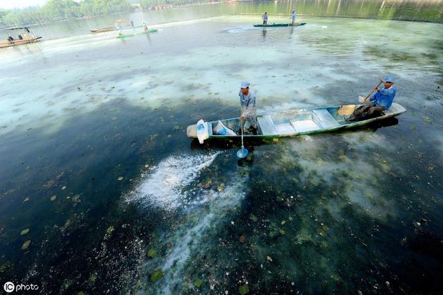 水产人眼中的清塘“网红”生石灰，真的是完美消毒剂吗？