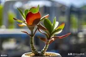 通过控养诱发花青素呈现，俗称“上色”；浅谈多肉植物上色的原理图片