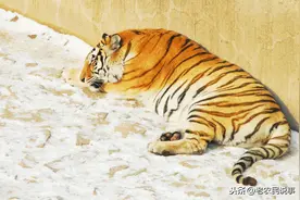 老农常说的：虎到中堂，家破人亡”，讲的是啥意思？老祖宗的经验图片