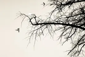 贾平凹《黑氏》三选夫，是贪心不足，还是心之所向图片