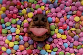 英腊肠犬靠“狗鼻子”萌照出道，钻进美食天堂太爽了吧图片