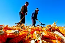 我国肉牛种业概况图片