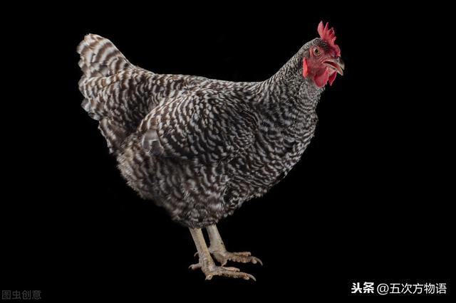 洛克王国可立鸡遗传（伴性遗传）