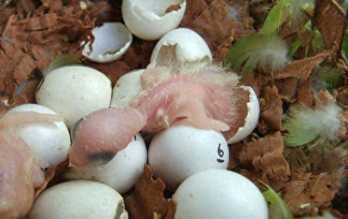 男子野外游玩发现一窝普通鸟蛋,带回家研究,孵出的小鸟竟是这种