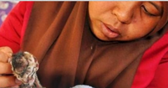 母猫产下小猫咪,其中一只遭妈妈嫌弃自生自灭竟因其是双脸猫