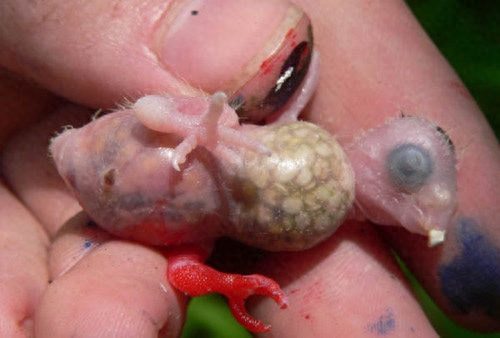 男子野外游玩发现一窝普通鸟蛋,带回家研究,孵出的小鸟竟是这种