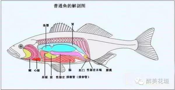 鱼鳔的使用方法视频 鱼鳔的使用方法视频讲解