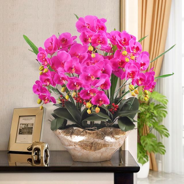 20种耐寒花,冬天狂开花,客厅一放"特有范"!