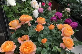 63岁阿姨“养花王”，8平米小阳台，开成“百花园”，宛若仙境来图片