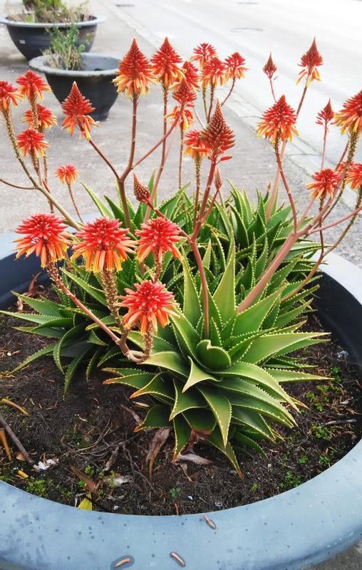 芦荟胶对付鸡皮肤