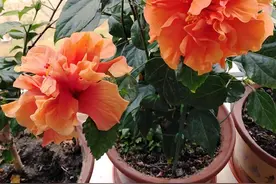 6种“劳模花”，四季花不断，家里养一盆，开花200天图片