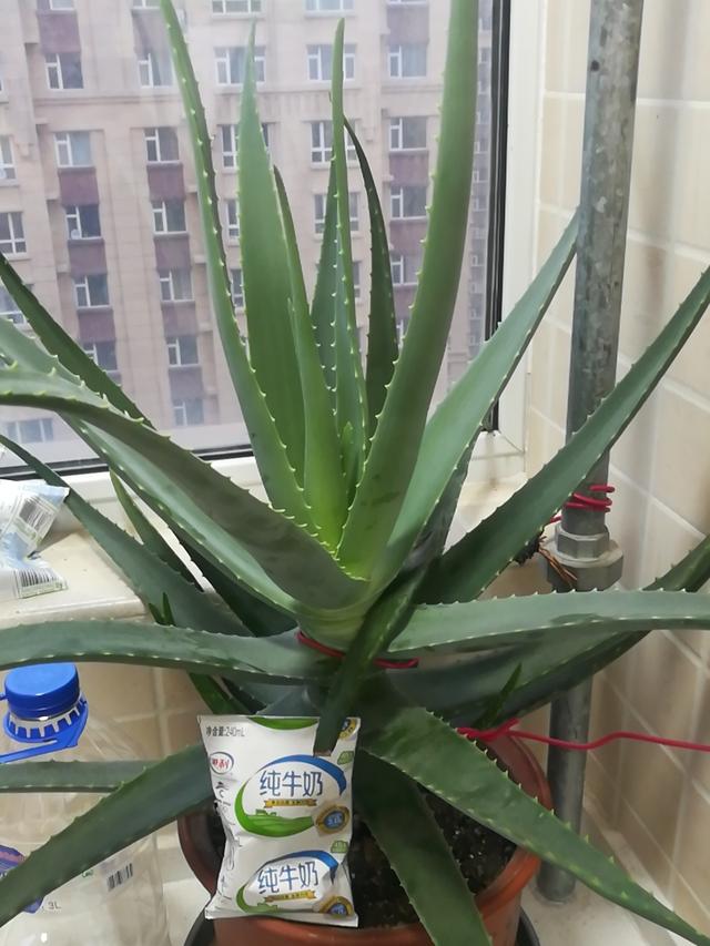 芦荟胶对付鸡皮肤