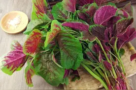 路边的9种野菜，比青菜还好吃，解腻养人对身体好，回乡下别错过图片