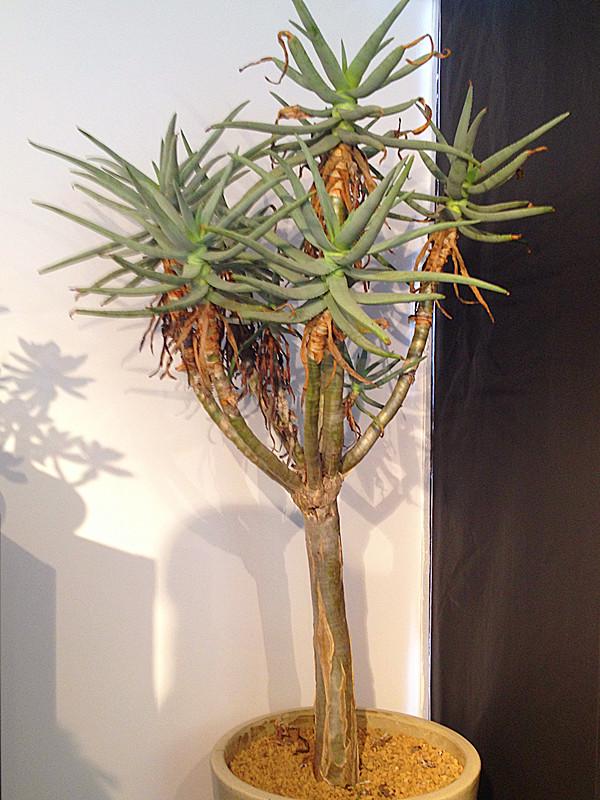 芦荟胶对付鸡皮肤