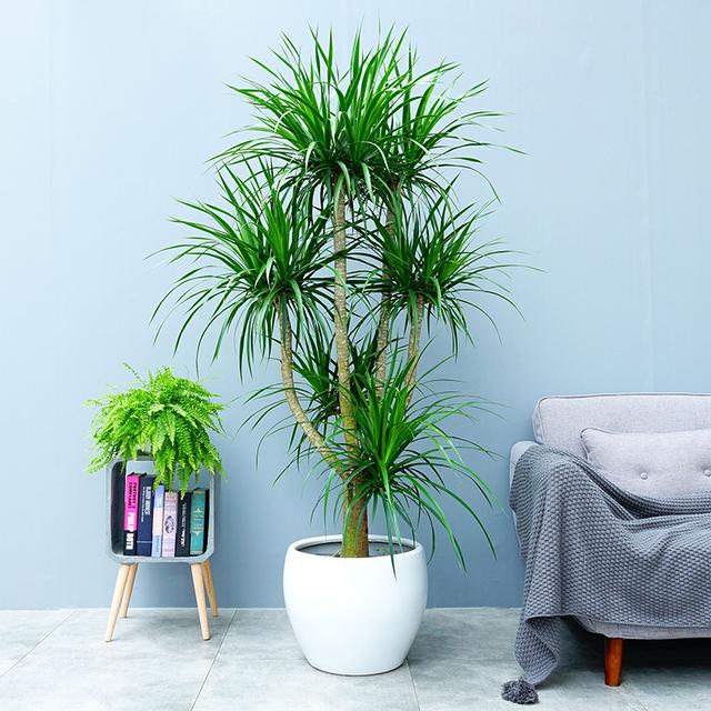 那么我们在客厅应该掩护什么植物才比较合适呢?