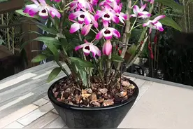 11种“耐阴花”，光照差也能开爆盆，养在客厅“超有范”图片