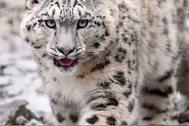 金雕、雪豹、野狼，三江源三大猛兽之战，究竟谁是最后赢家？图片