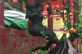 一种“金弹子”比玉树马齿苋更有价值，养成老桩能卖上万元图片