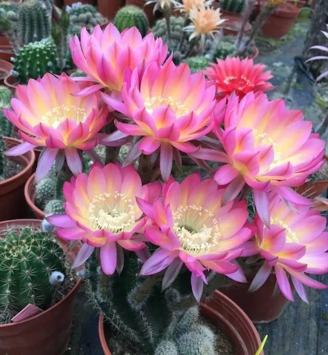 什么花出胶 2025年请问什么花