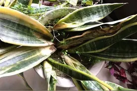 5种“富贵花”，冬天谨慎买，10度下会冻死，开春再买也不迟图片