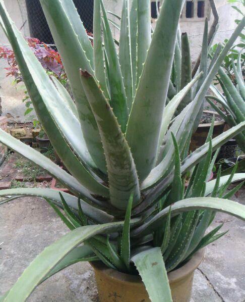 芦荟胶对付鸡皮肤