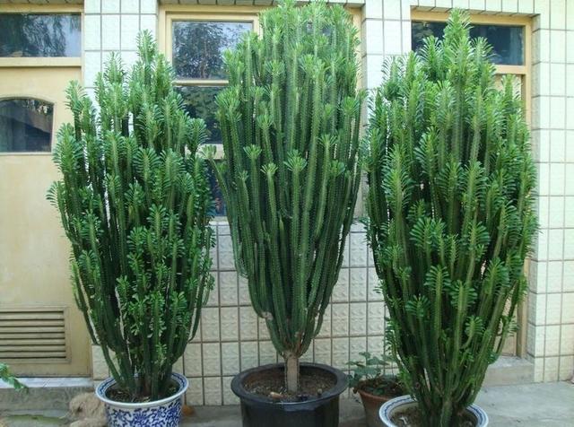 什么花出胶 2025年请问什么花