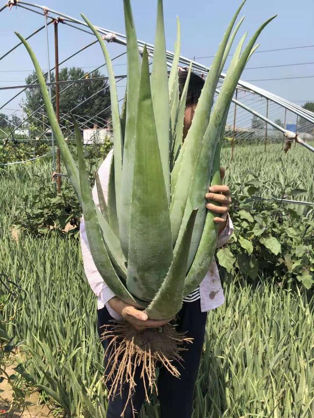 芦荟胶对付鸡皮肤