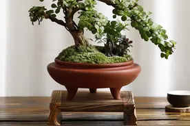 4种“便宜花”，多修剪少浇水，养成高价盆景，价格翻倍图片