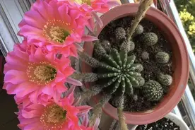 5种漂亮花，太能“生小崽”，小芽咕嘟咕嘟冒不停，一月变十盆图片